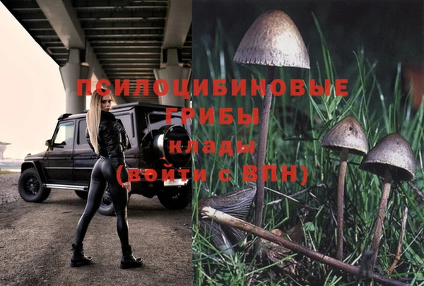 индика Зеленокумск